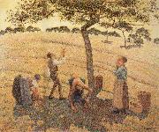 Camille Pissarro Pick Apple oil painting reproduction